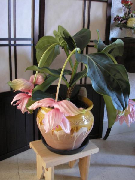 Medinilla Magnifica